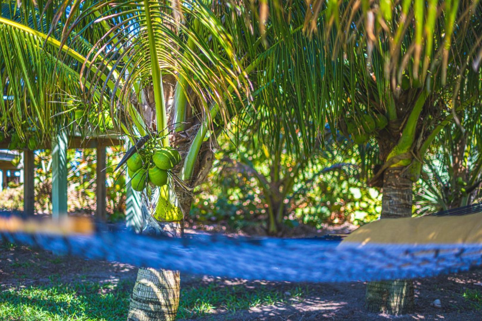 Tranquility Seahorse Suite - Oceanfront Paradise! Melbourne Beach Eksteriør billede